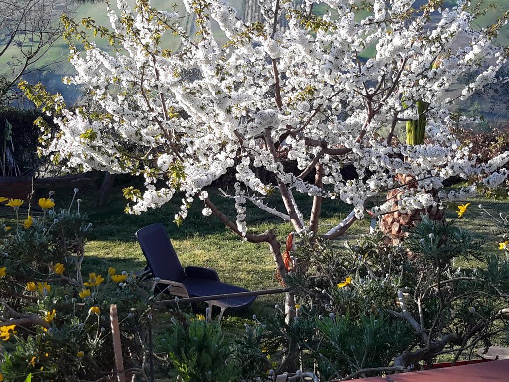 B&B L'Albero Di Antonia Atri Bagian luar foto